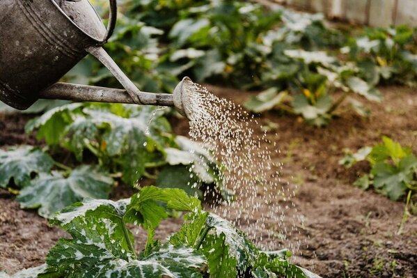 Tips voor tuin verbouwen